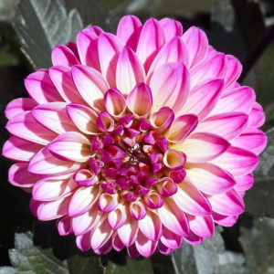 Dalia Niska Melody Dixie 1 SZT