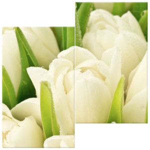 OBRAZ DRUKOWANY  Delikatne tulipany 60x60