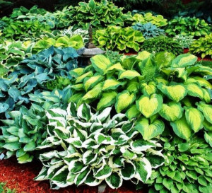 Hosta Funkia Ogrodowa Mix 15 Sztuk