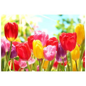 FOTOTAPETA  Żółty tulipan 200x135