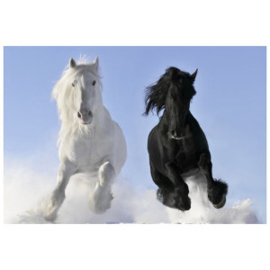 FOTOTAPETA  Black and white 200x135