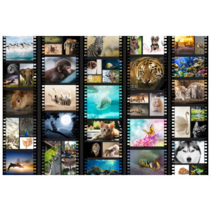 FOTOTAPETA  Zwierzęta w kadrze 200x135