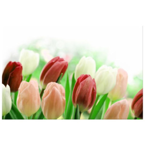 OBRAZ DRUKOWANY  Czerwone tulipany 120x80