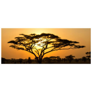 OBRAZ DRUKOWANY  Akacja w Serengeti 100x40