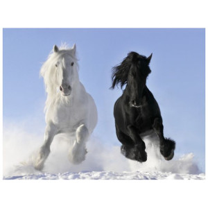 FOTOTAPETA  Black and white 200x150