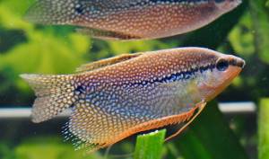 Gurami mozaikowe 4 cm