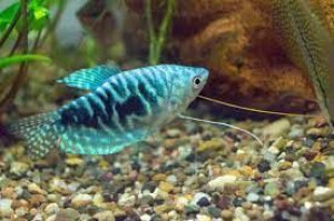 Gurami murmurowe 4 cm
