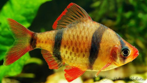 Brzanka Sumatrzańska orange