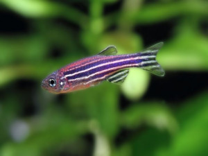 Danio malabarskie
