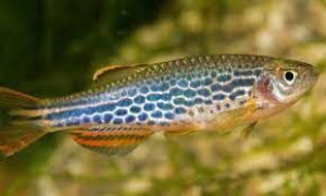 Danio lamparcie/pręgowane mix