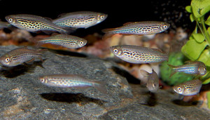 Danio kyathit