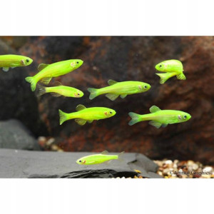 Danio Fluo żółte i zielone