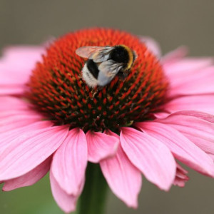 Jeżówka Echinacea Purpurowa 1 SZT