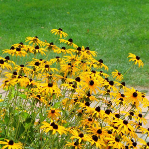 Jeżówka Echinacea Żółta 1 SZT