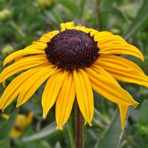 Rudbekia Okazała Speciosa