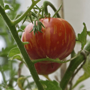 Pomidor Tigerella Czerwona Zebra Nasiona 0,2g
