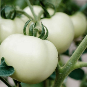 Pomidor White Beauty Gruntowy Wysoki Nasiona 0,2 G