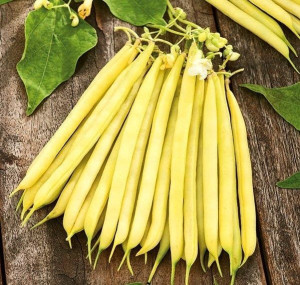 FASOLA ZŁOTA SAXA 30G Fitfresh