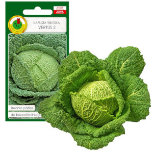 Kapusta Włsoka Vertus Gołąbki Nasiona Bez Gmo