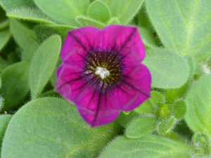 Petunia Dekko Magenta P9 fioletowa purpurowa