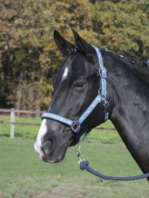Kantar parciany Einhorn II Busse