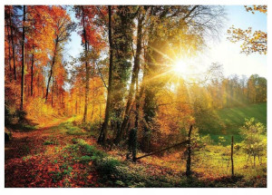 Fototapeta LAS Krajobraz Natura Łąka XXL 254x184