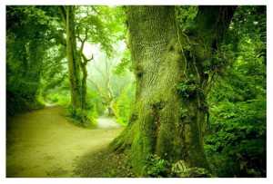 Fototapeta LAS 3D Natura Drzewo Krajobraz 312x219
