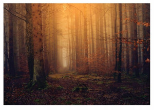 Fototapeta LAS JESIENIĄ 3D Sypialnia Widok 254x184