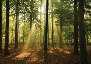 Fototapeta LAS DRZEWA PRZYRODA NATURA 3D 368x254