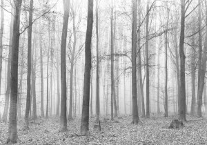 Fototapeta LAS DRZEWA MGŁA NOWOCZESNY 3D 368x254