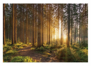 Fototapeta LAS 3D DRZEWA Słońce Natura 368x254