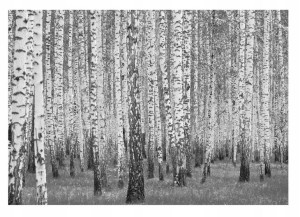 Fototapeta LAS BRZOZOWY Czarno Biała Salon 254x184