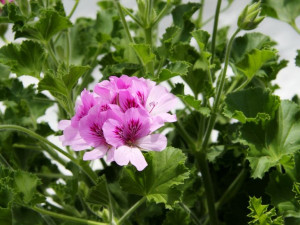 Geranium ozdobne Grandeur Odorata Cola - pelargonia pachnąca, zapach coli