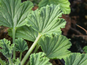 Geranium ozdobne Orange - pelargonia pachnąca, zapach pomarańczy