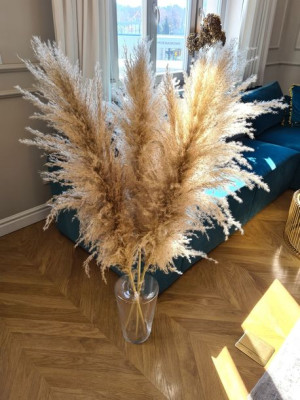 Trawa Pampasowa naturalna 120-130cm, TOP puszysta