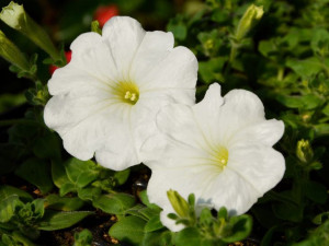 Petunia Sanguna White P9 biała sadzonka
