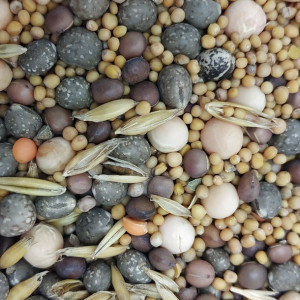 Mieszanka Poplonowa Jara 2kg