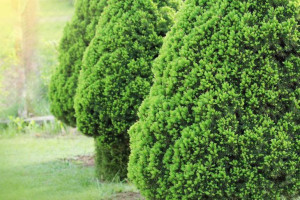 Świerk biały Conica Picea glauca sadzonka 40-50cm
