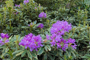 Rhododendron ponticum VARIEGATUM sadzonka 3l