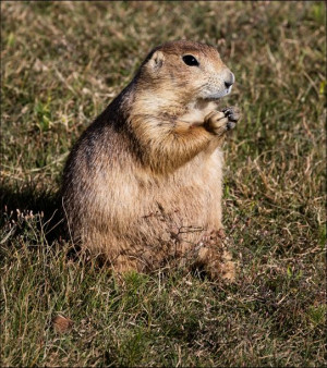 A fat and sassy prairie dog on the grounds of Devi