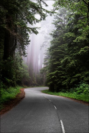 Redwood National and State Park on U.S. 101 in Nor
