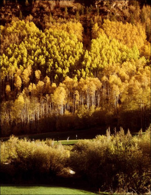 Aspens Over Vail, Colorado USA - plakat 61x91,5 cm