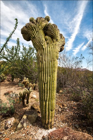 Cactus in the desert Arizona. - plakat 30x40 cm