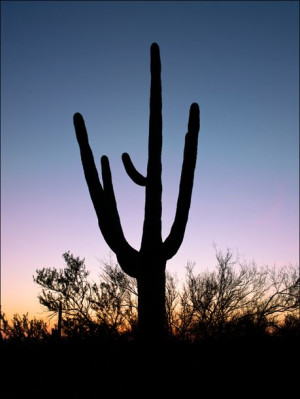 Saguaro Cactus near Tucson in Arizona, USA., Carol