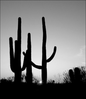 Saguaro Cactus near Tucson, Arizona. - plakat 40x5