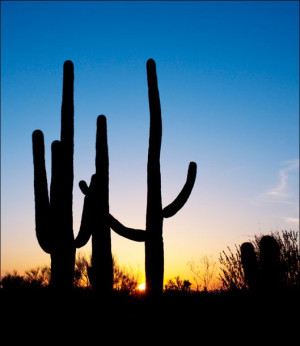 Saguaro Cactus near Tucson, Arizona, Carol Highsmi