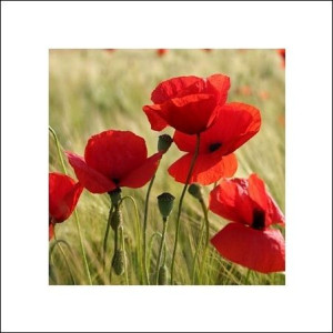 Maki - łąka - plakat premium 40x40 cm