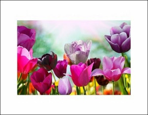 Piękne wiosenne kwiaty - plakat premium 80x60 cm