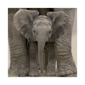 Big Ears Baby Elephant - plakat premium 40x40 cm