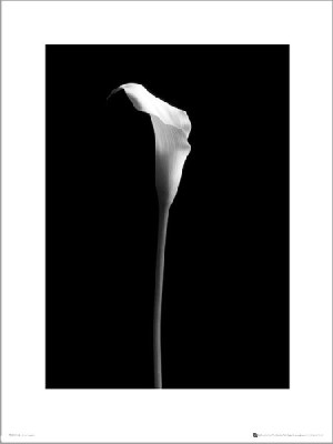 Calla Single - plakat premium 40x50 cm
